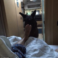 Marley llama