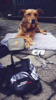 DogCamper Sam11