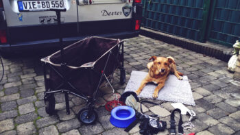 DogCamper Sam31