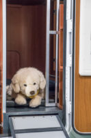 DogLiner Wohnmobil für Hundebesitzer