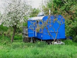 Peaceful blue under apple boughs 10