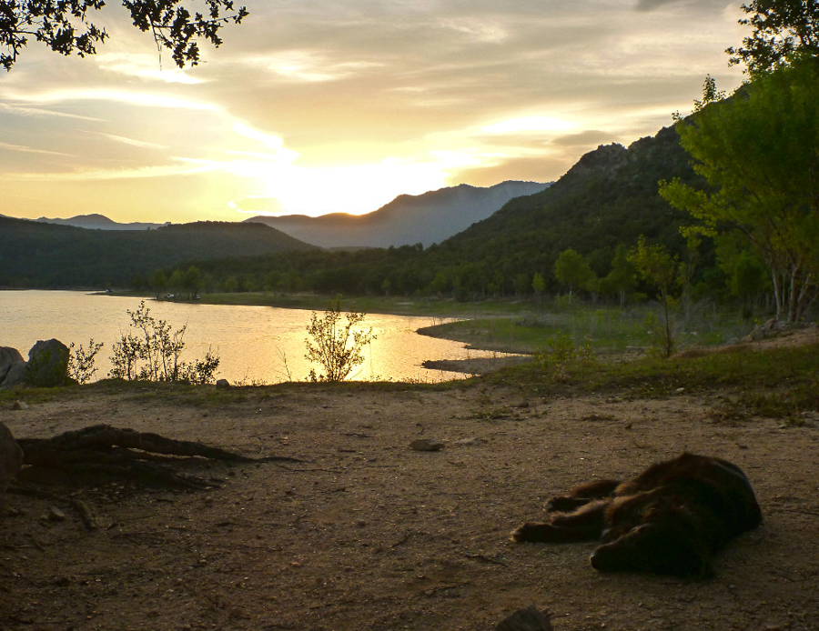 Sonnenuntergang mit Hund am See