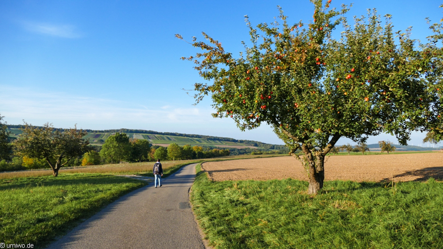 Wanderweg bei Kühlsheim