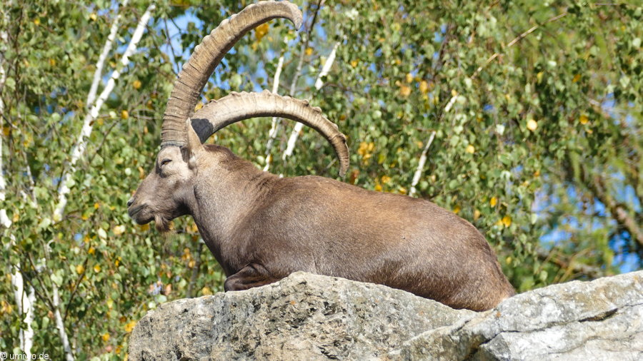 Wildtierpark Bad Mergentsheim