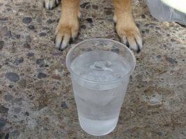 Eiswürfel für Hunde beim Urlaub in Spanien