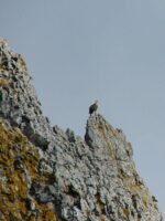 Geier auf einem Berg in Bolonia