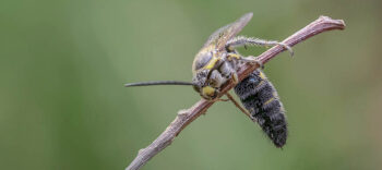 Hund Katze Insektenstich Bienenstich Erste Hilfe