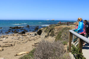 Sea Elephant Lookout, Highway 1