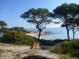 Der Weg zum Karidi Beach, Chalkidiki