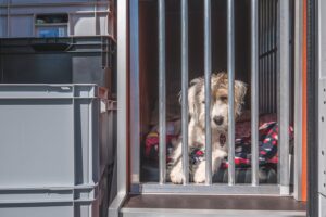Dogliner 015