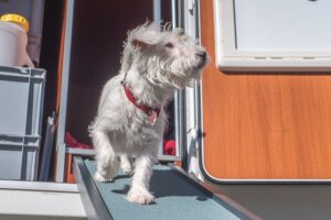 Dogliner 022