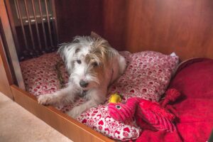 Dogliner 03
