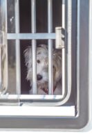 Dogliner 031