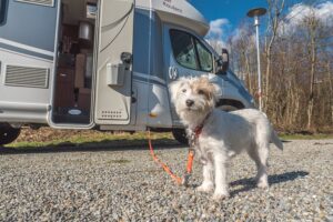 Dogliner 035