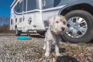 Dog-Liner - Wohnmobilurlaub mit Hund