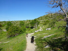 Wandern mit Hunden in Griechenland