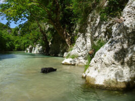 Flusswandern mit Hunden in Griechenland