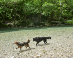 Flusswandern mit Hunden im Acheron, Griechenland
