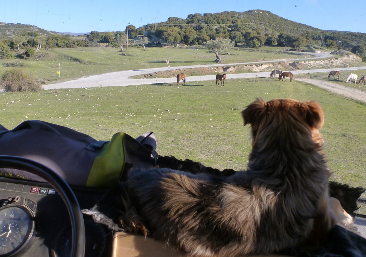 Hund relaxt auf dem Armaturenbrett - aber nur, wenn das Wohnmobil steht!