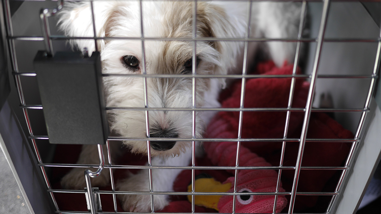hund transportbox auto wohnmobil