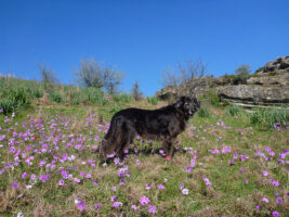 Ein Hund auf einer Blumenwiese in Griechenland