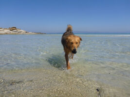 Der Hund spielt im Meer in Griechenland