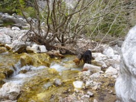 Hund im Fluss in Griechenland