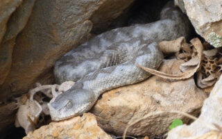 Eine Hornviper