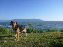Ein Hund am Meer in Albanien