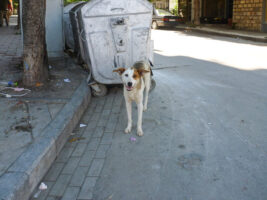 Ein Straßenhund in Albanien