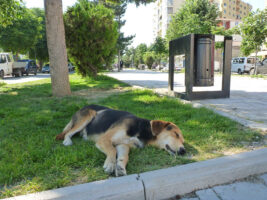 Ein schlafender Straßenhund in Albanien