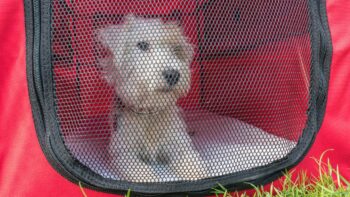 Frankana Faltbare Hundebox 13