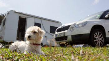 Hund bei der Hitze im Auto oder Camper