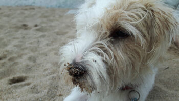 Hund am Strand Dänemark