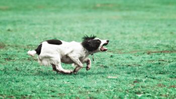 In wildreichen Gebieten und an Jagdtagen sollten Hunde angeleint werden.