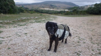 hund kaelte schutz