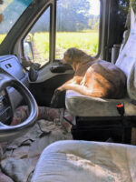 Hund im Wohnmobil