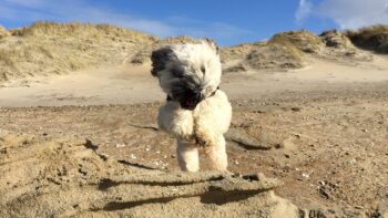 Die endlosen Strände sind ein Paradies für Hunde und ihre Besitzer