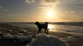 Mit der Überarbeitung des dänischen Hundegesetzes hat sich die Lage etwas entspannt.