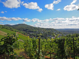 Ein Ausblick von den Weinbergen am Drachenfels ein Reiseziel im Mai