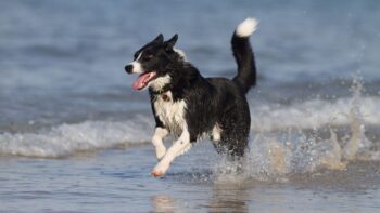 Ein Hund in Frankreich am Strand