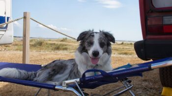 Ein Hunde in Frankreich in einem Liegestuhl auf einem Campingplatz