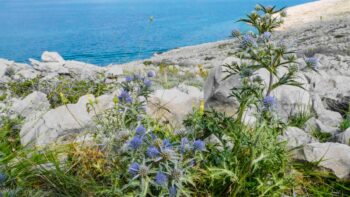 Bluehende Blumen an der Kueste von Krk, einem beliebten Reiseziel fuer das Fruehjahr