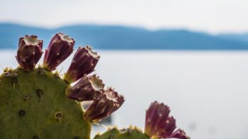 Ein Kaktus in Cres. Kroatien ist ein schoenes Fruehlingsreiseziel.