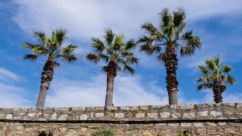 Palmen an der Cote d Azur im Suden Frankreichs, einem beliebten Reiseziel fuer den Fruehling