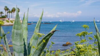 Eine Kakutsaehnliche Pflanze an der Cote d Azur, einem schoenen Reiseziel fuer das Fruehjahr