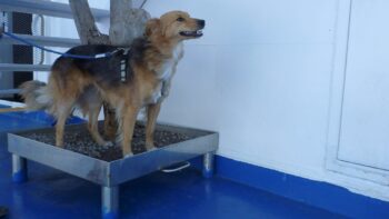 Ein Hund beim Camping an Bord mit dabei