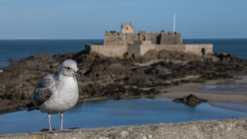 Eine Moewe vor der Festungsmauer in Saint Malo in der Bretagne