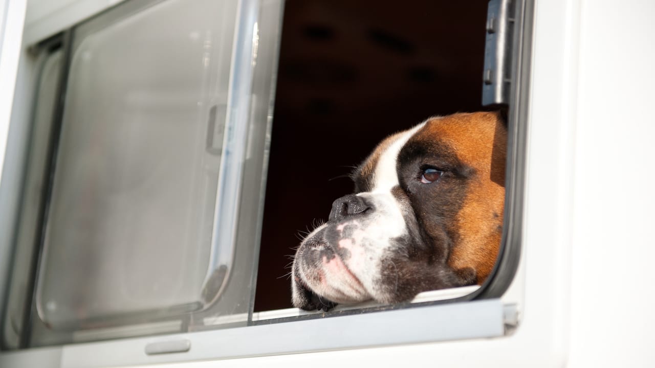 Ein Hund schaut aus einem Wohnmobilfenster