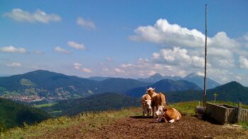 Blick auf Kuehe auf einem Berg beim Wildcamping in Europa